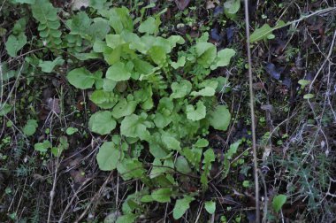 Brüksel filizleri tarım arazilerinde. Olgunlaşmış hasat