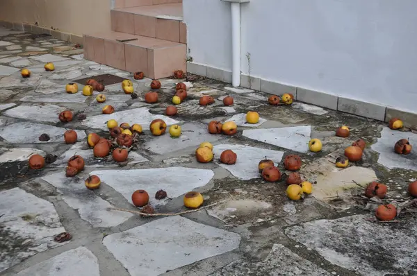 stock image Rotten apples down on the ground