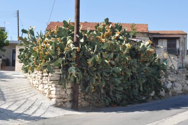 Doğal ortamda dikenli armut. Olgunlaşan bir durumda