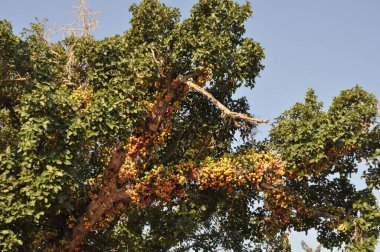 Çiftlik arazisindeki Ficus Sycomorus. Olgunlaşan bir durumda