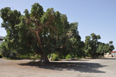 Çiftlik arazisindeki Ficus Sycomorus. Olgunlaşan bir durumda