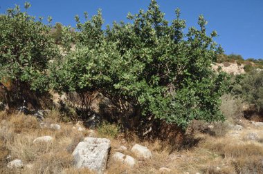 Prastio doğa yolu. Ormanlar, dağlar, uçurumlar ve göller arasında dolanan güzel bir doğa yolu.