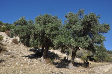 Prastio doğa yolu. Ormanlar, dağlar, uçurumlar ve göller arasında dolanan güzel bir doğa yolu.