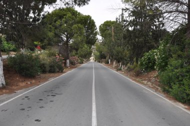 Asfalt bir yol ormanın içinden geçer.