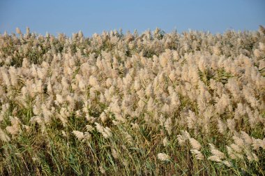 Berrak Mavi Gök Altındaki Reedbed Alanı