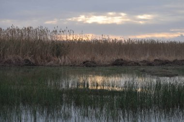 Kıbrıs'ta güzel doğal Sulak Limasol Akrotiri Marsh manzara