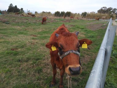 Çiftlikteki doğal çevredeki güzel hayvan ineği.