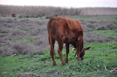 Çiftlikteki doğal çevredeki güzel hayvan ineği.