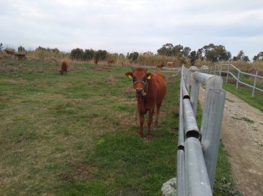 Çiftlikteki doğal çevredeki güzel hayvan ineği.