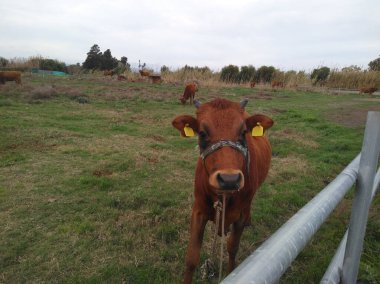 Çiftlikteki doğal çevredeki güzel hayvan ineği.