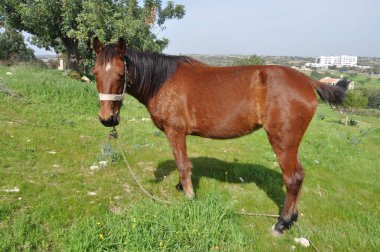 Çiftlikteki güzel Kahverengi At