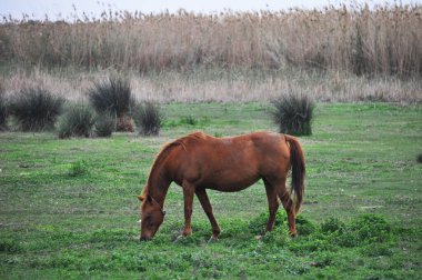 Doğal çevre üzerine güzel hayvan kahverengi atı (arka planda siyah eşek))