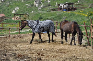 Çayırda atlar, zebra kürklü bir at