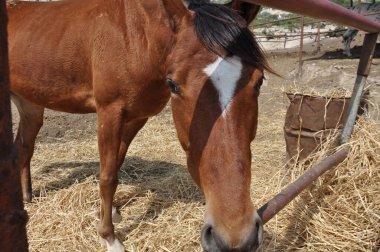Kahverengi atın saman yediği yakın plan. 