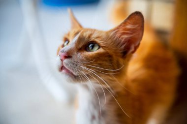 Kızıl kedi pencereden dışarı bakıyor.