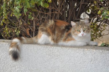 Doğal ortamda güzel Hayvan Kedi