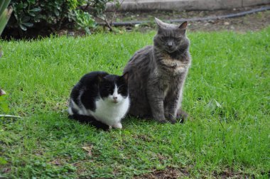 Çimlerin yanında yürüyen iki kedi.