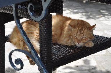 Yumuşak turuncu kedi evde dinleniyor.