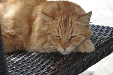 Turuncu tekir kedi battaniyenin üzerinde dinleniyor.