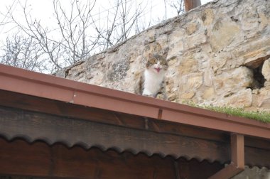 Etrafı gözetleyen iki kedi.
