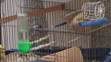 Güzel kuşların sarı kanaryası yuvasını bir kafesin içine kuruyor.