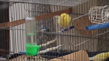 Kafesteki güzel kuşlar kanaryası
