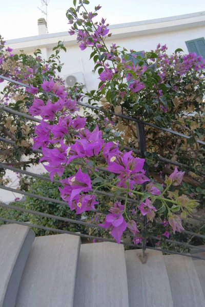 Italy, Sicily, Marina di Ragusa )Ragusa Province); purple bouganvilleas plant on a house staircase