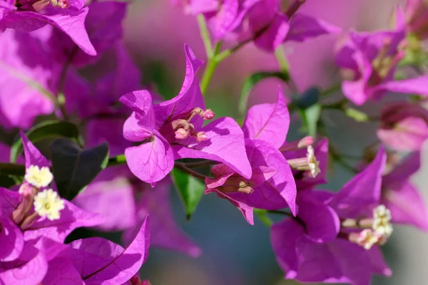 Italie Sicile Campagne Bouganvilliers Violets Fleurs Dans Jardin — Photo