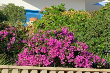 İtalya, Sicilya, Marina di Ragusa (Ragusa Eyaleti); deniz kenarındaki bir evin bahçesinde mor buganvileler.