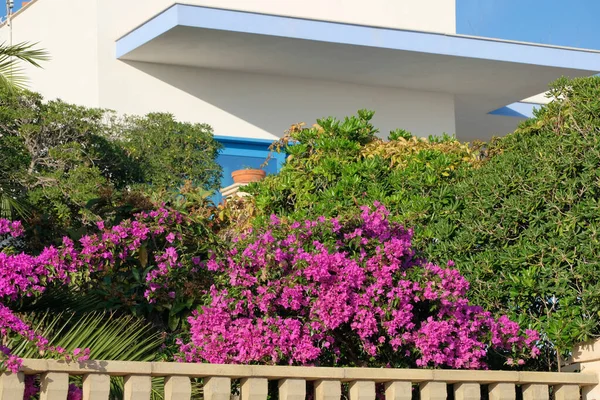 stock image Italy, Sicily, Marina di Ragusa (Ragusa Province); purple bouganvilleas flowers in the garden of a house on the seafront