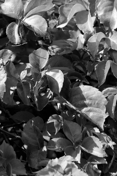 意大利 西西里 秋天的枯叶在花园里 — 图库照片
