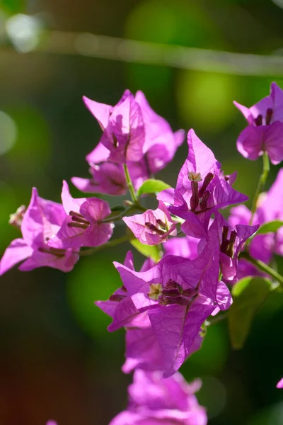 Italy Sicily Countryside Purple Bouganvilleas Flowers Garden — Stock Photo, Image