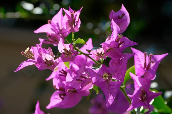 Italy Sicily Countryside Purple Bouganvilleas Flowers Garden — Stock Photo, Image