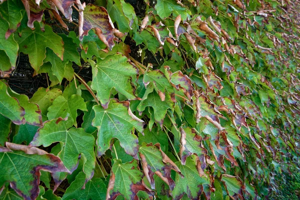 Italy Sicily Countryside Autumn American Ivy Dry Leaves Garden — Stock Photo, Image