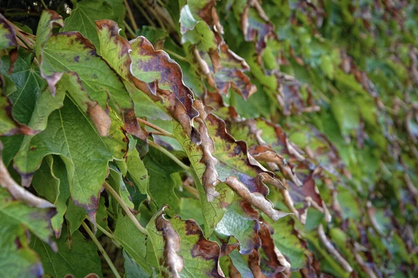イタリア シチリア島 秋には アメリカのアイビーは乾燥葉庭 — ストック写真