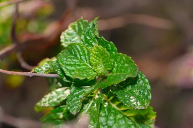 Italy, Sicily, countryside, green mediterranean plant in a garden 