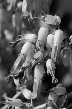 İtalya, Sicilya, Marina di Ragusa (Ragusa Eyaleti); Bahçedeki çan çiçekleri