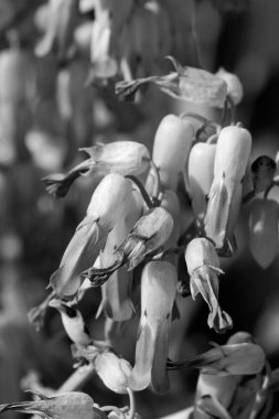 İtalya, Sicilya, Marina di Ragusa (Ragusa Eyaleti); Bahçedeki çan çiçekleri