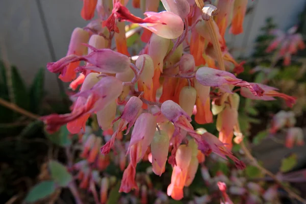Italy, Sicily, Marina di Ragusa (Ragusa Province); bell flowers in a garden