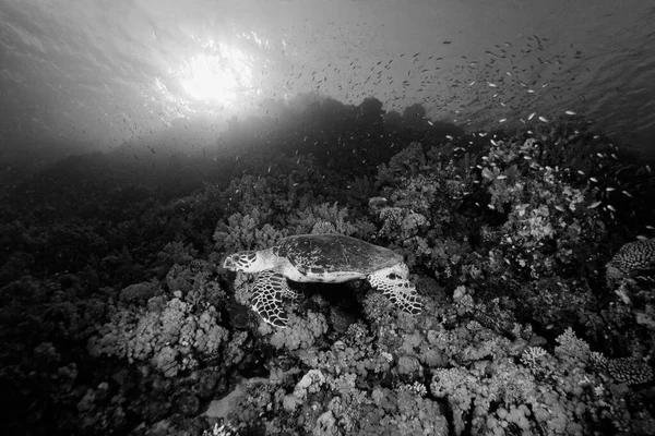 EGYPT, Red Sea scuba diving; sea turtle (Caretta caretta)