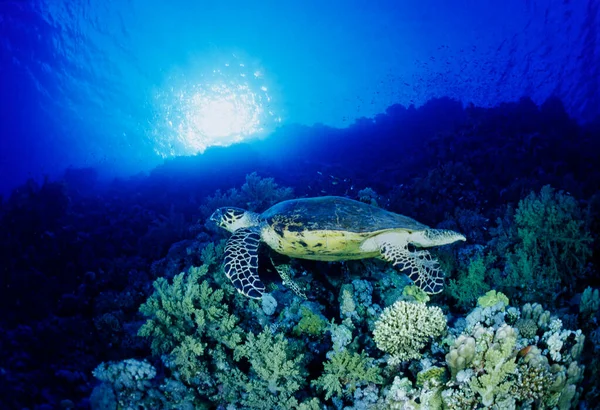 EGYPT, Red Sea scuba diving; sea turtle (Caretta caretta)