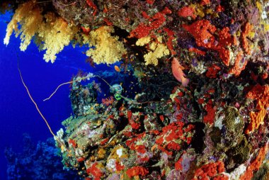 EGYPT, Red Sea; reef corals and a scuba diver