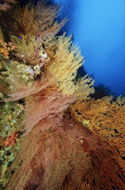 EGYPT, Red Sea; reef tropical gorgonias (soft corals)