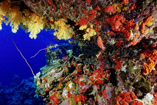 EGYPT, Red Sea; reef corals and a scuba diver