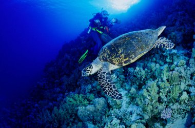 EGYPT, Red Sea scuba diving; sea turtle (Caretta caretta) and diver
