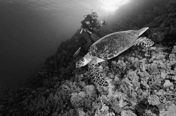 EGYPT, Red Sea scuba diving; sea turtle (Caretta caretta) and diver