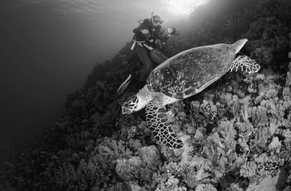 EGYPT, Red Sea scuba diving; sea turtle (Caretta caretta) and diver