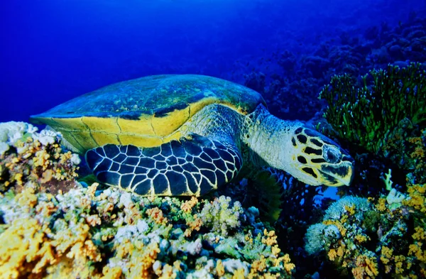 EGYPT, Red Sea scuba diving; sea turtle (Caretta caretta) on the coral reef