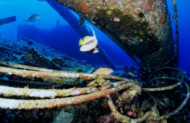 EGYPT, Red Sea, the wreck of a sunken ship and tropical fish 
