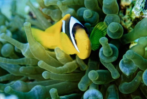 Egypt Red Sea Photo Tropical Clown Fish Anemone Fotos de stock libres de derechos